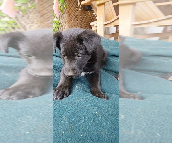 Medium Photo #2 Shepradors Puppy For Sale in Aurora, IN, USA