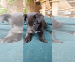 Small #1 Shepradors