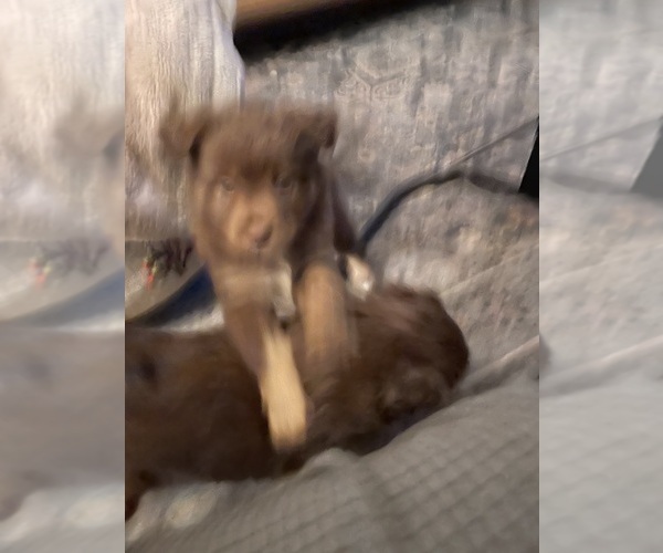 Medium Photo #2 Miniature Australian Shepherd Puppy For Sale in ASHUELOT, NH, USA