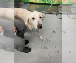 Great Pyrenees Dogs for adoption in Waco, TX, USA