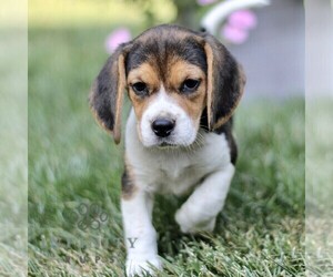 Beagle Puppy for sale in STRASBURG, PA, USA