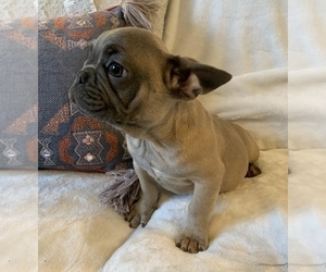 French Bulldog Puppy for sale in JOHNS ISLAND, SC, USA