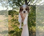 Image preview for Ad Listing. Nickname: Archie