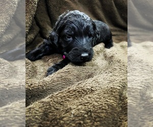 Goldendoodle-Newfoundland Mix Puppy for sale in HARTSVILLE, IN, USA
