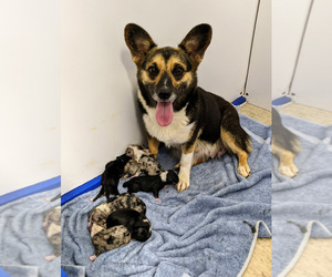 Mother of the Pembroke Welsh Corgi puppies born on 08/15/2021