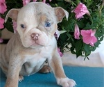 Small #6 English Bulldog