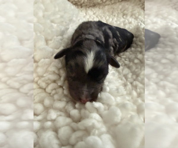 Medium Photo #6 Aussie-Poo-Bernedoodle Mix Puppy For Sale in LEXINGTON, SC, USA
