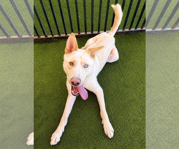 Medium Photo #5 Gerberian Shepsky Puppy For Sale in Rockwall, TX, USA