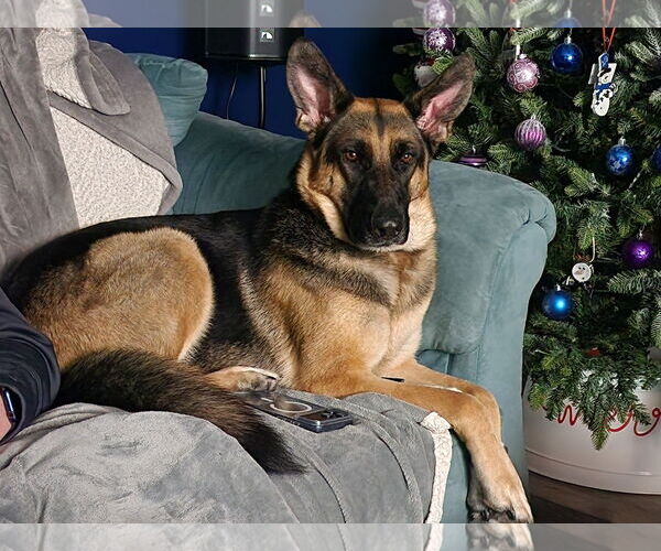 Medium Photo #4 German Shepherd Dog Puppy For Sale in La Grange , NC, USA