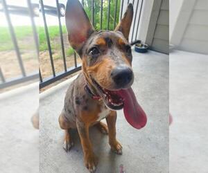 Catahoula Leopard Dog Dogs for adoption in San Antonio, TX, USA