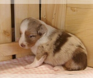 Australian Shepherd Puppy for sale in JEROMESVILLE, OH, USA