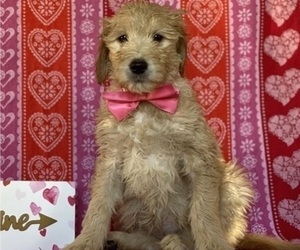 Goldendoodle Puppy for sale in LANCASTER, PA, USA