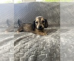 Small #19 Dachshund