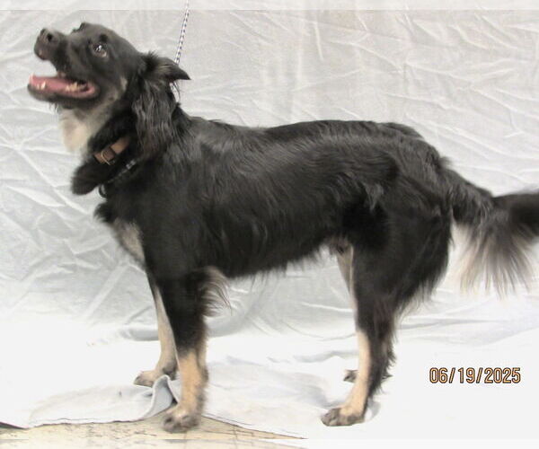 Medium Photo #2 Schipperke-Unknown Mix Puppy For Sale in Conroe, TX, USA