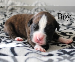 Boxer Puppy for sale in BLOOMINGTON, IL, USA