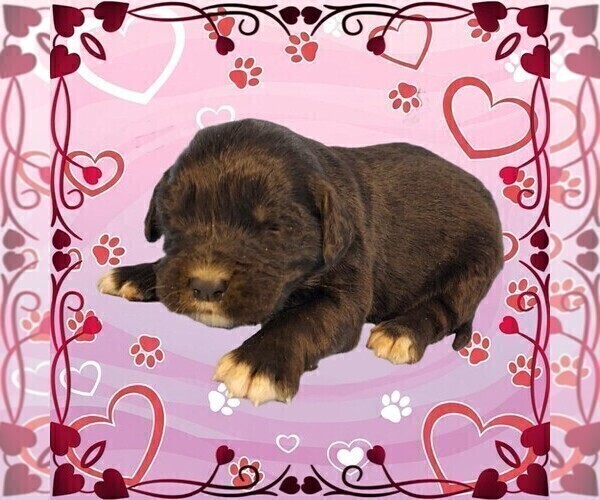 Medium Photo #14 Golden Mountain Dog Puppy For Sale in BLACK FOREST, CO, USA