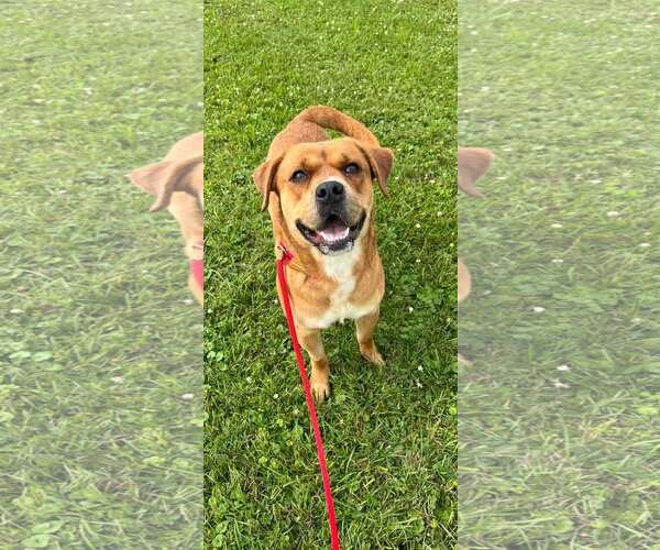 Medium Photo #1 Boxer-Unknown Mix Puppy For Sale in Rootstown, OH, USA