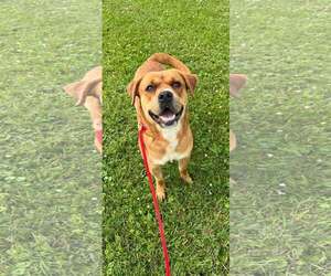 Boxer-Unknown Mix Dogs for adoption in Rootstown, OH, USA