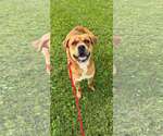 Small Boxer Mix