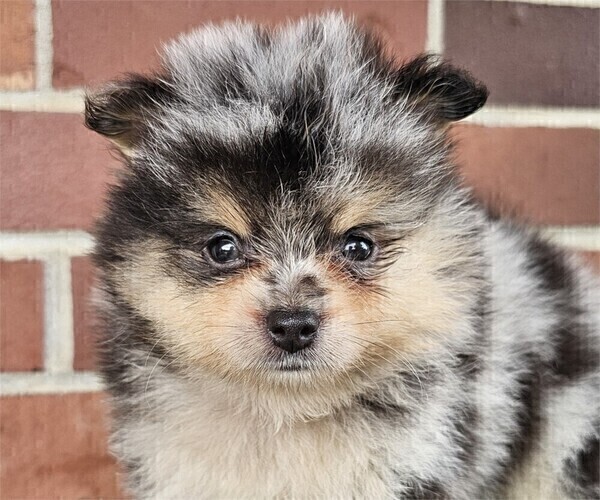 Medium Photo #16 Pomeranian Puppy For Sale in PALM BEACH, FL, USA