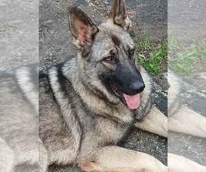 Father of the German Shepherd Dog puppies born on 08/25/2025