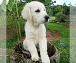 Small Photo #9 English Cream Golden Retriever Puppy For Sale in PROSPECT, VA, USA