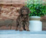 Puppy Roo Cockapoo