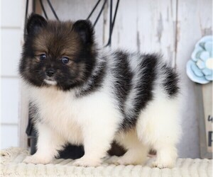 Pomeranian Puppy for sale in FREDERICKSBG, OH, USA