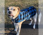Small Photo #2 Bulldog-Labrador Retriever Mix Puppy For Sale in Rockaway, NJ, USA