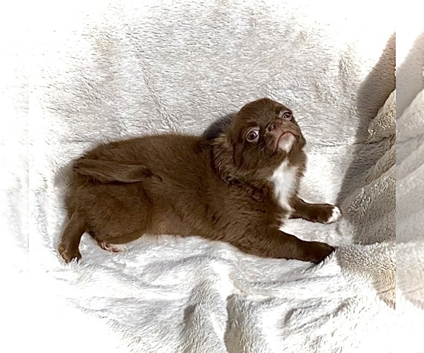 Medium Photo #2 Chihuahua Puppy For Sale in CHESAPEAKE, VA, USA