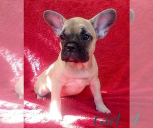 French Bulldog Puppy for sale in GRANITE FALLS, WA, USA
