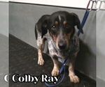 Small Photo #8 Dachshund-Unknown Mix Puppy For Sale in San Antonio, TX, USA