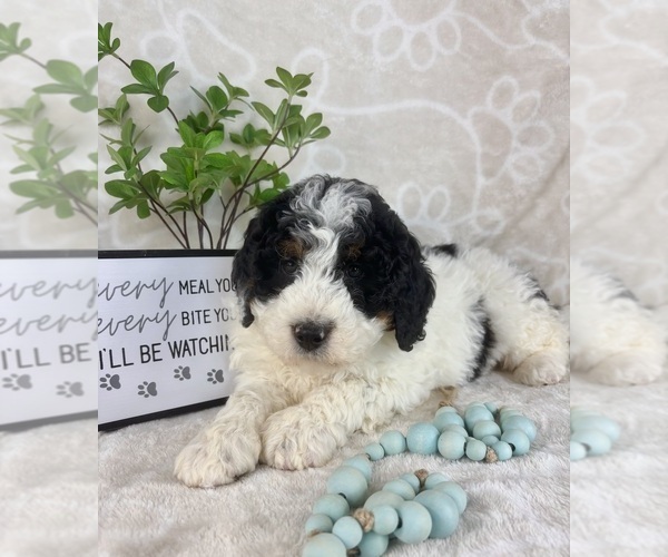 Medium Photo #5 Bernedoodle (Miniature) Puppy For Sale in INDIANAPOLIS, IN, USA