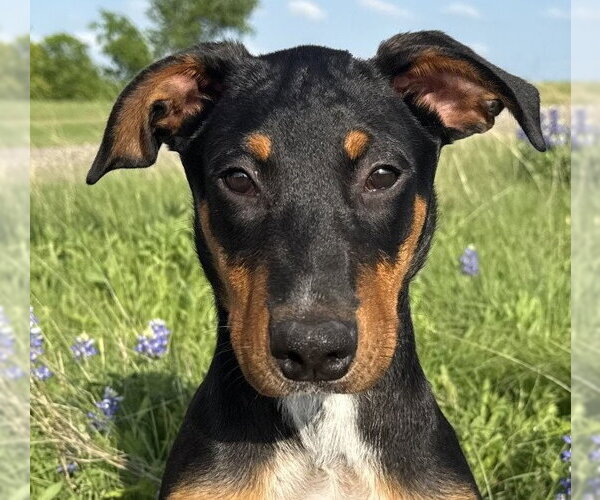 Medium Photo #1 Doberman Pinscher-Unknown Mix Puppy For Sale in Canton, CT, USA
