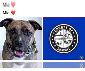 American Pit Bull Terrier Dogs for adoption in Akron, OH, USA