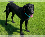 Small #1 Labrador Retriever Mix