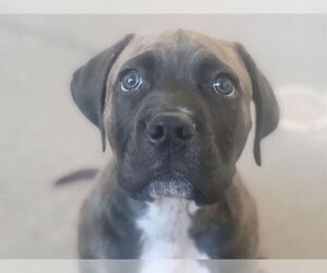 Mastiff Dogs for adoption in Redwood City, CA, USA
