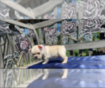 Small Photo #11 French Bulldog Puppy For Sale in SIOUX FALLS, SD, USA