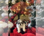 Small Photo #12 Shih Tzu Puppy For Sale in NAPLES, FL, USA