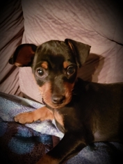 Miniature Pinscher Puppy for sale in STEPHENTOWN, NY, USA