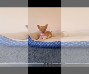 Chihuahua Puppy for Sale in BREMEN, Indiana USA