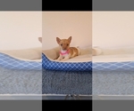 Small Photo #1 Chihuahua Puppy For Sale in BREMEN, IN, USA