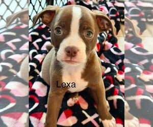 Pug-Staffordshire Bull Terrier Mix Dogs for adoption in Cave Creek, AZ, USA