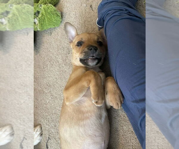 Medium Photo #3 Black Mouth Cur-Unknown Mix Puppy For Sale in Shermans Dale, PA, USA