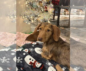 Dachshund Dogs for adoption in Mount Pleasant, SC, USA