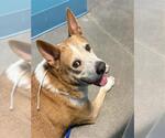 AURORA - Female Mutt Dog for Adoption - Small photo