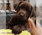 Small Photo #22 Labrador Retriever Puppy For Sale in POCAHONTAS, IL, USA