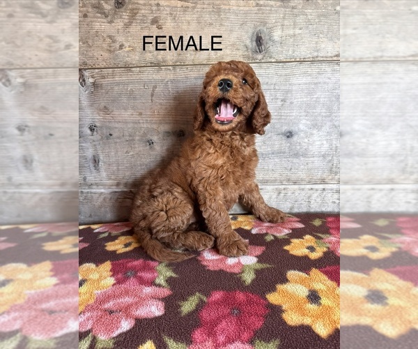 Medium Photo #22 Goldendoodle mix (+ Poodle Miniature) Puppy For Sale in VERMONTVILLE, MI, USA