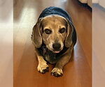 Small #2 Beagle