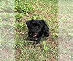 Small #3 Shih Tzu